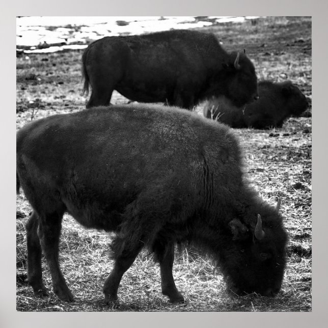 Poster Tatanka (Frente)