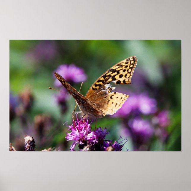 Poster Tattered (Frente)