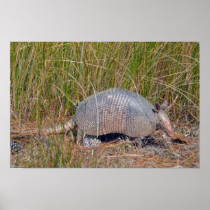 Poster Tatu, Bear Island Wildlife Area, Carolina do Sul