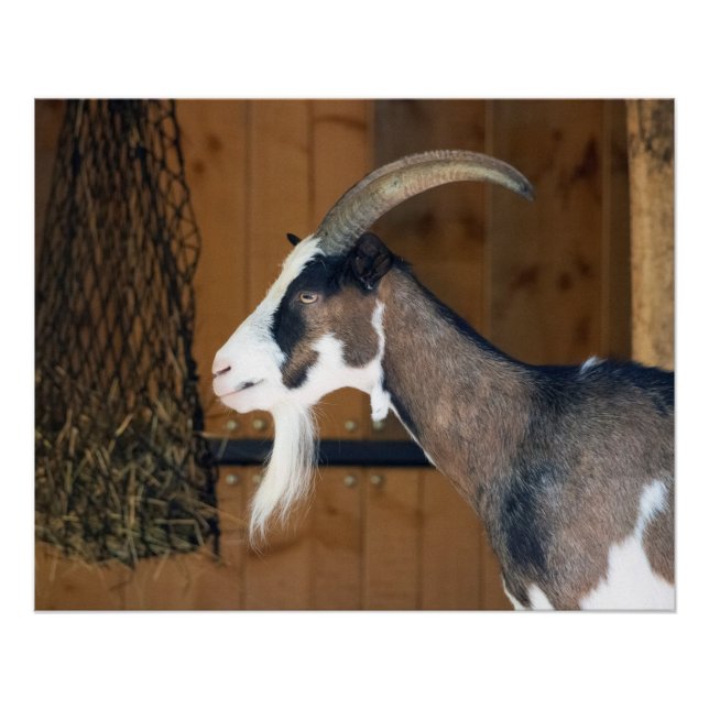 Pôster Tauernschecken-Ziege (Frente)