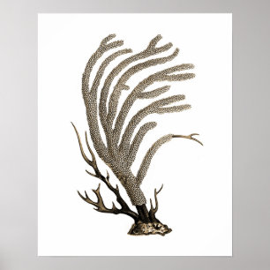 Poster Taupe Sea Coral n.º 2 Beach Wall Art