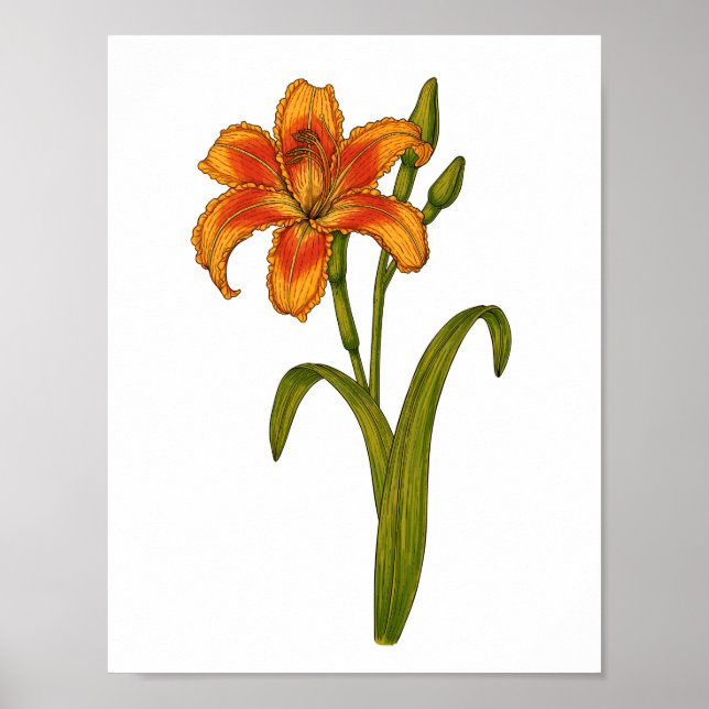 Poster Tawny Daylily (Frente)