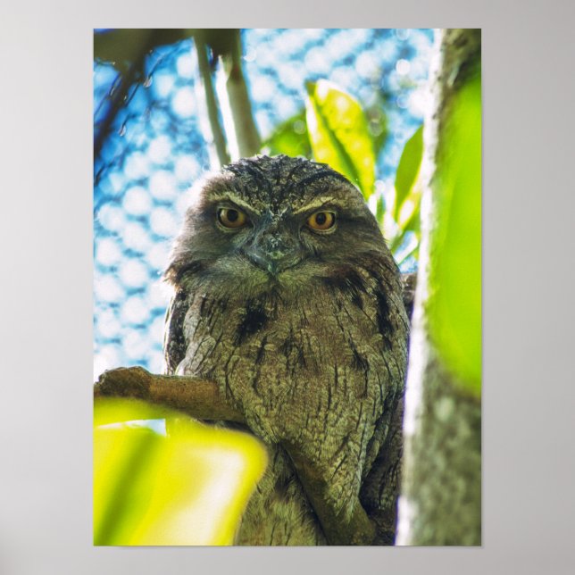Poster Tawny não é uma coruja (Frente)