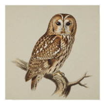 Tawny Owl Perched on Branch