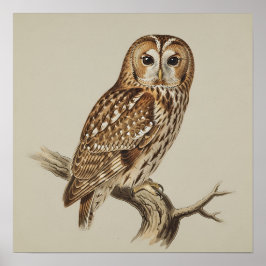 Poster Tawny Owl Perched on Branch