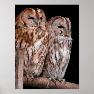 Pôster Tawny Owls