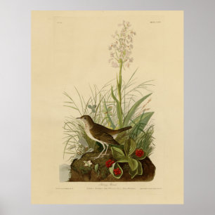Poster Tawny Thrush (Veery) - Aves da América de Audubon