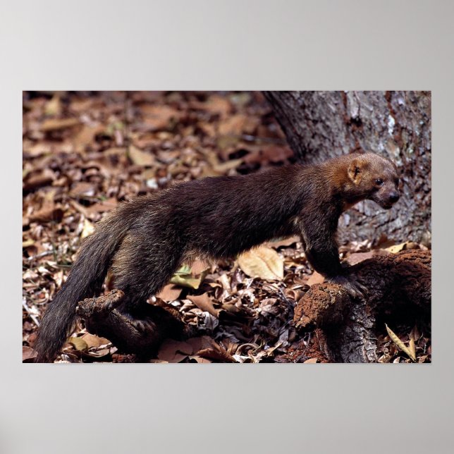 Pôster Tayra (Eira barbata) (Frente)