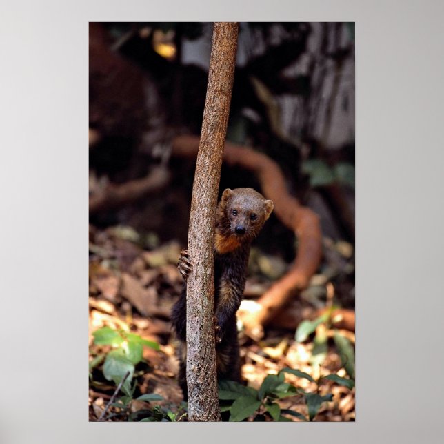 Pôster Tayra (Eira barbata) (Frente)