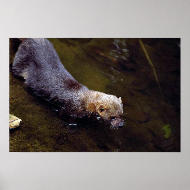 Poster Tayra (Eira barbata) (Frente)