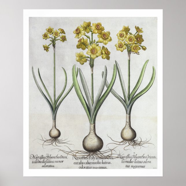 Pôster Tazetta Narcissi, do "Hortus Eystettensis" (Frente)