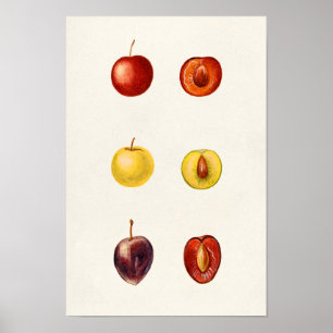 Poster Tcherry Plum (Prunus Cerasifera var. Divaricata)