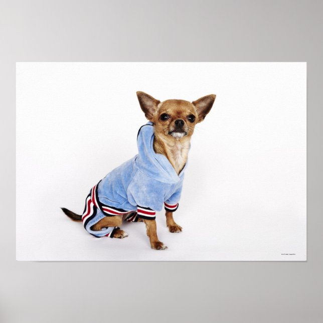Poster Teacup Chihuahua (Frente)