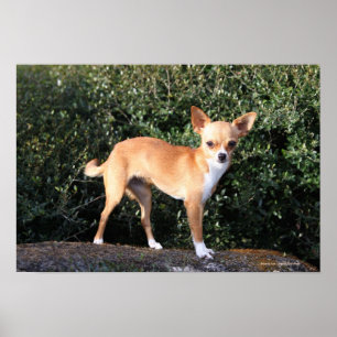 Poster Teacup Chihuahua Puppy