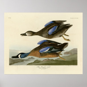 Poster Teal de asa azul das Aves da América de Audubon