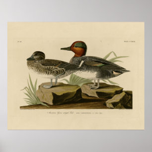 Poster Teal de asa verde americana do pássaro de Audubon