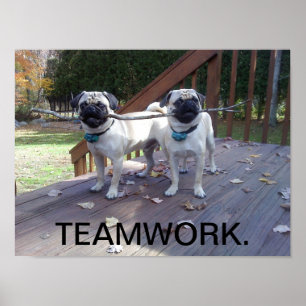 Pôster Teamwork Poster! Pugs working together!