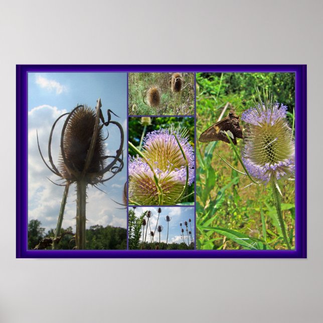 Pôster Teasel Thistle - Dipsacus fullonum (Frente)