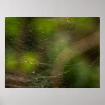 Teia de aranha