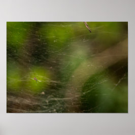 Poster Teia de aranha 