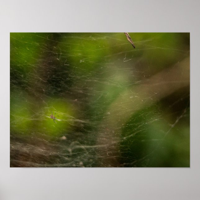 Poster Teia de aranha  (Frente)