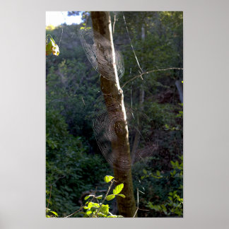 Poster Teias de aranha, Trilha Holy Jim - Orange County