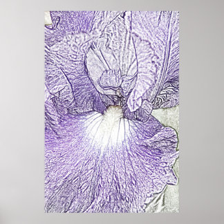 Poster Tela de flores da íris com barba roxa