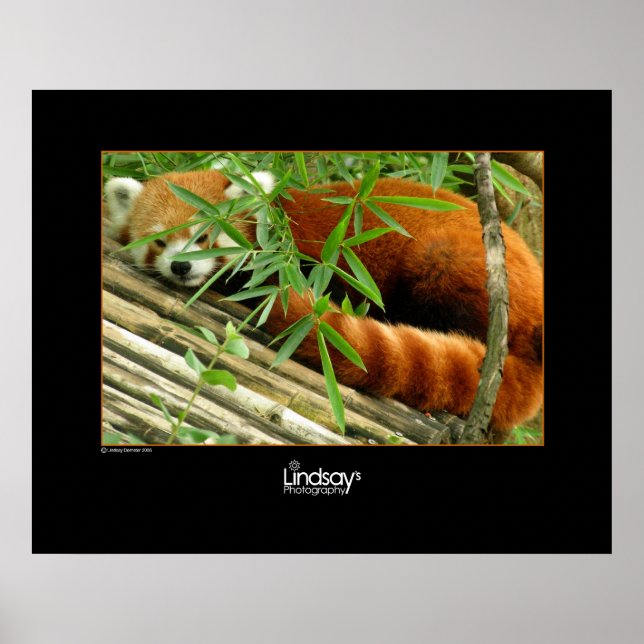 Pôster Tello (Frente)