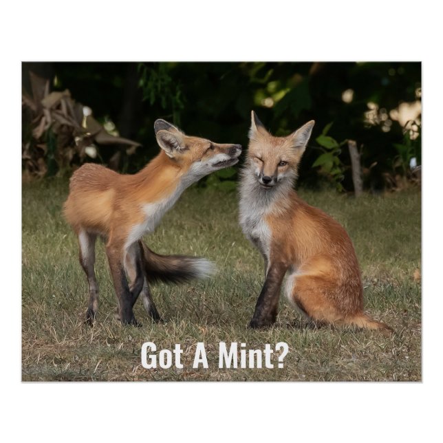 Pôster Tem Uma Casa? (Frente)