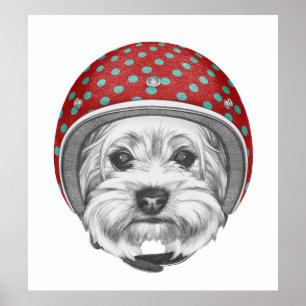 Poster Temerário do yorkshire terrier