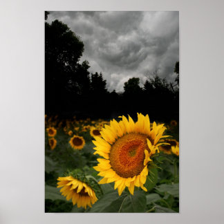 Pôster tempestade de agosto