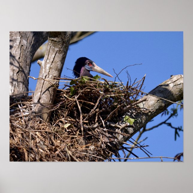 Poster Tempestade de barriga branca no seu ninho Cartão-p (Frente)