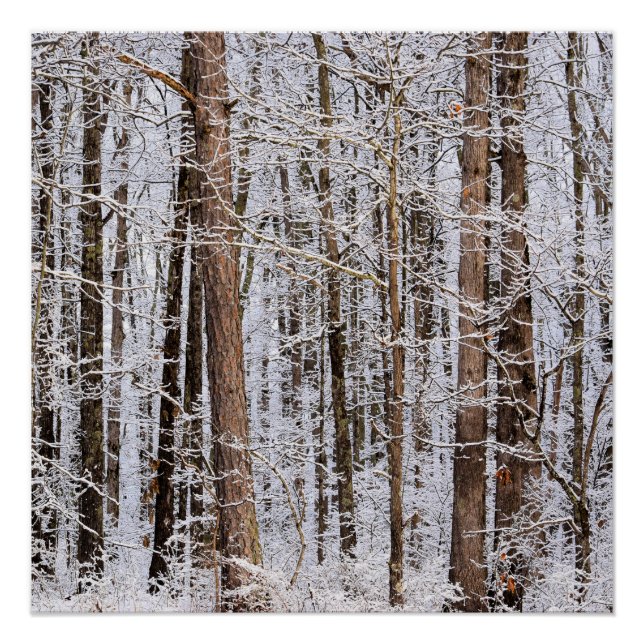 Pôster Tempestade de gelo de inverno na Floresta (Frente)