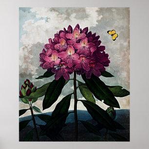Poster Templo botânico da arte do rododendro da flora
