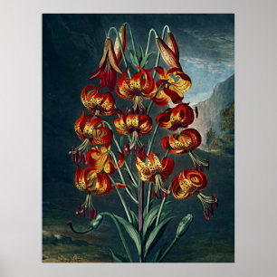 Pôster Templo De Arte Botânica Da Flora Superb Lily