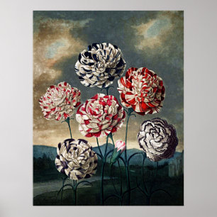 Poster Templo De Arte Botânica De Flora Carnações