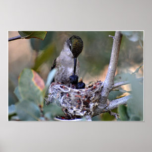 Pôster Tempo da alimentação do colibri