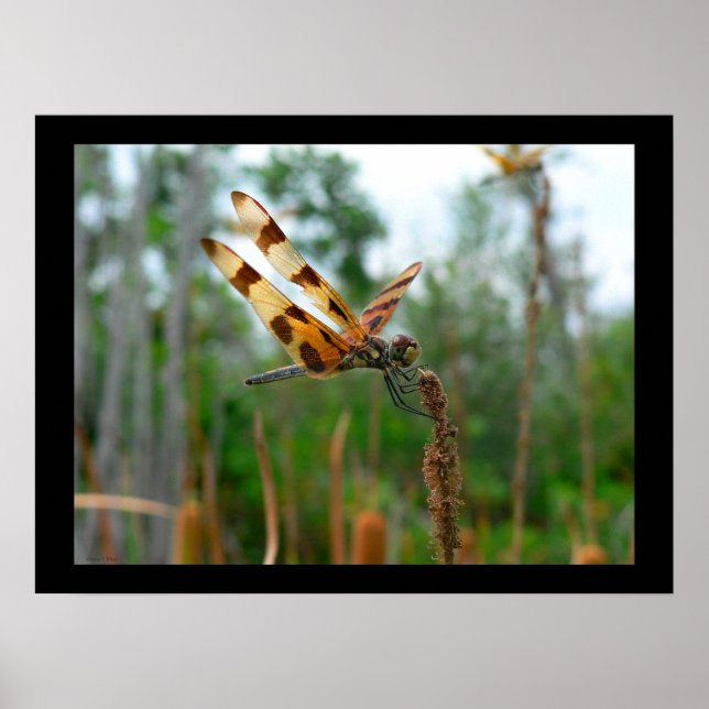 Poster Tempo de alimentação (Frente)