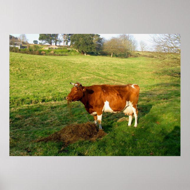 Poster Tempo de alimentação da vaca de Guernsey (Frente)
