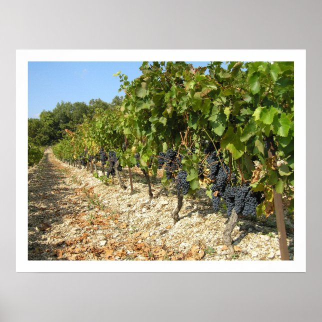 Poster Tempo de Colheita (Frente)