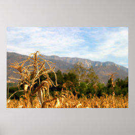 Pôster Tempo de Colheita