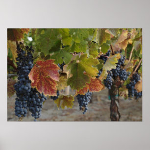 Pôster Tempo de Colheita