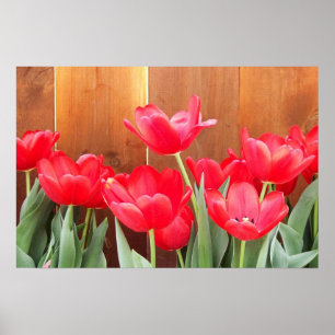 Pôster Tempo de Tulipa