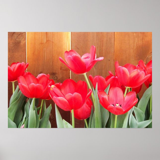 Pôster Tempo de Tulipa (Frente)