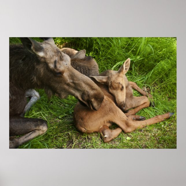 Poster Tender Mother Moose (Frente)