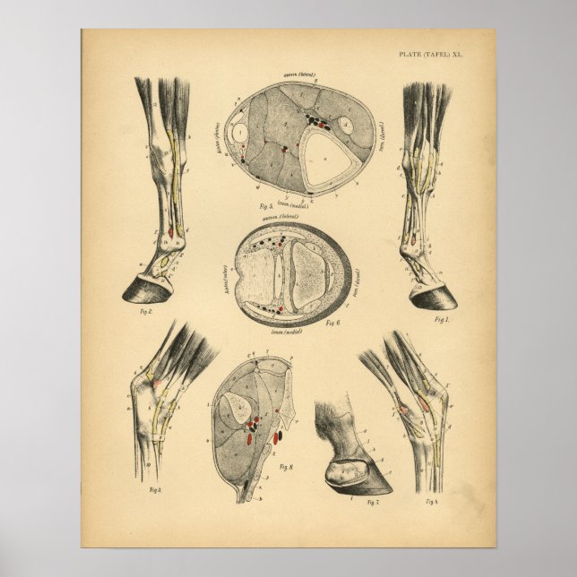 Pôster Tendões da Perna do Cavalo Anatomia 1908 Vintage I (Frente)