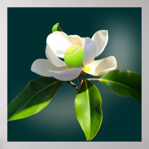 Pôster Tênis Magnolia, tênis