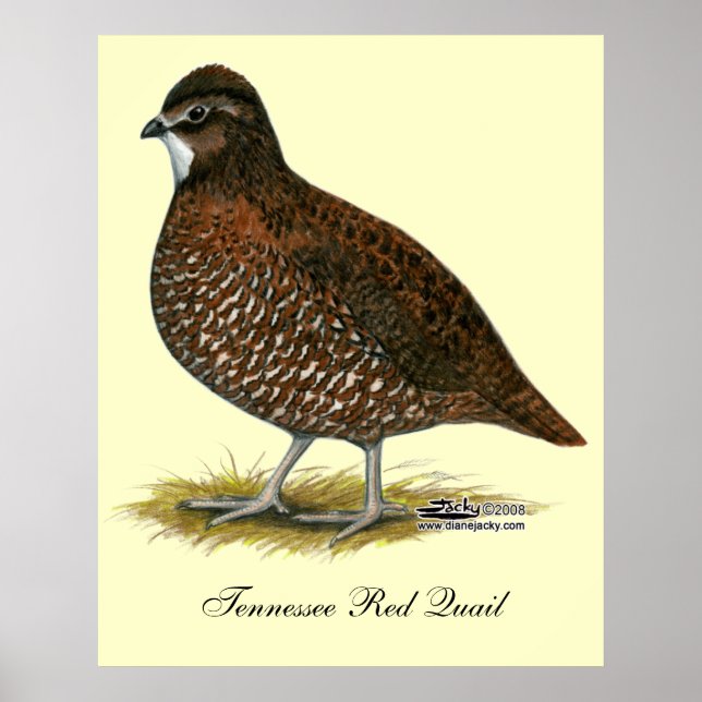 Poster Tennessee Red Quail (Frente)