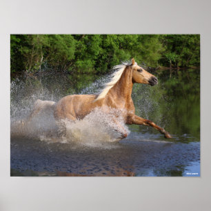 Poster Tennessee Walker Correndo Através da Água