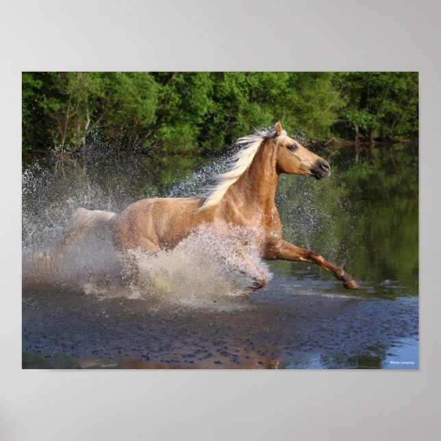 Poster Tennessee Walker Correndo Através da Água (Frente)